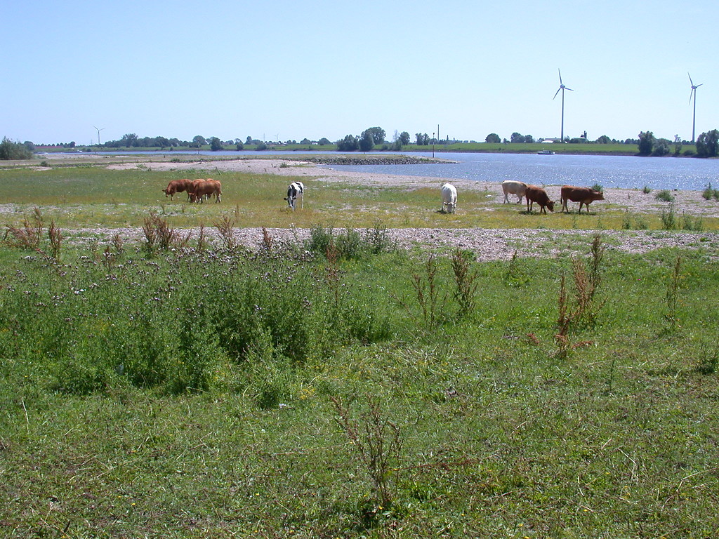 Rinderweide am Rheinufer bei Grietherort (2011).