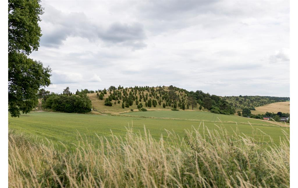 Blick auf die Wacholderheide am Kalvarienberg bei Alendorf (2023)