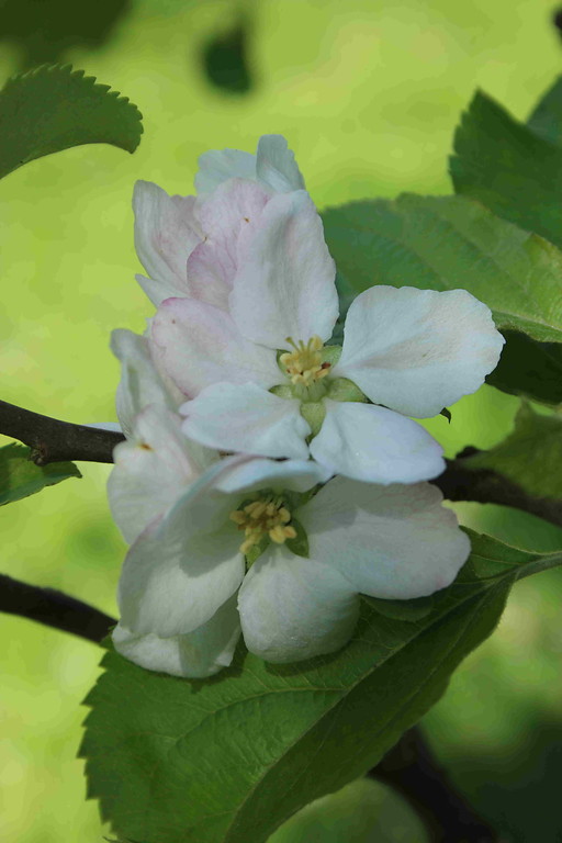 Apfelbaumblüte (2017)