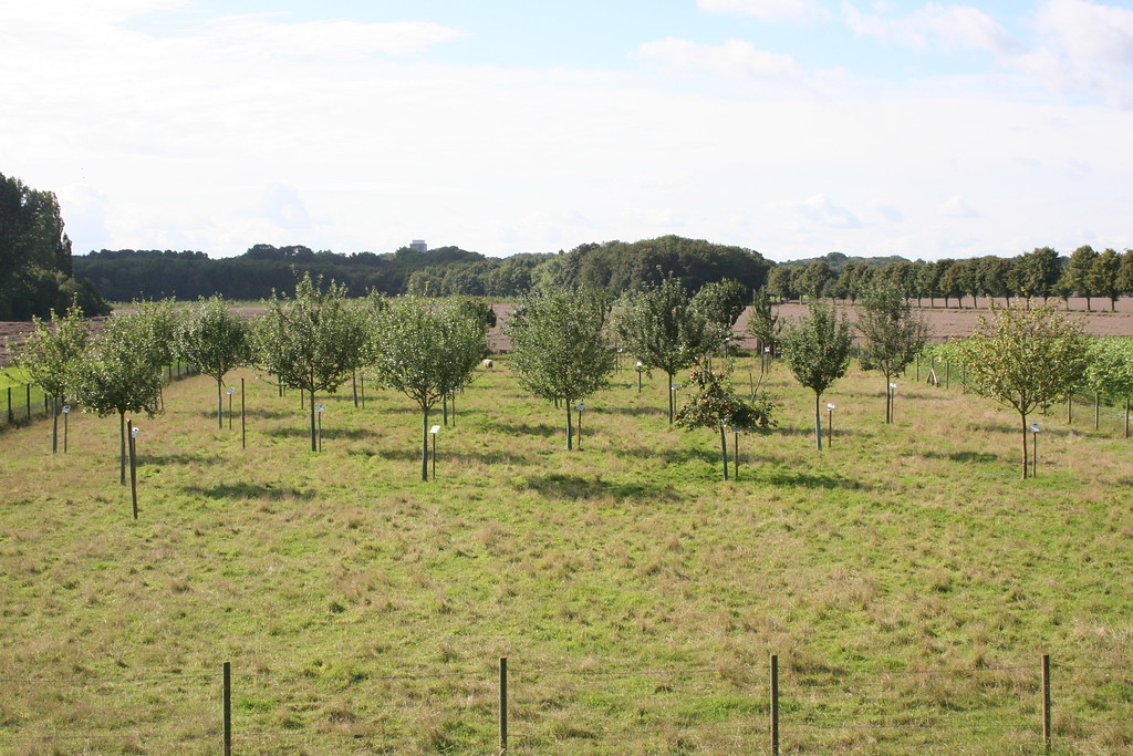 Streuobstwiese des Max-Planck-Instituts für Züchtungsforschung (2014). Blick von einer Anhöhe auf die Obstwiese mit relativ jungen Bäumen. Neben jedem der Bäume ist ein Pfahl mit einer kleinen Tafel angebracht auf der die Sorte beschrieben wird.