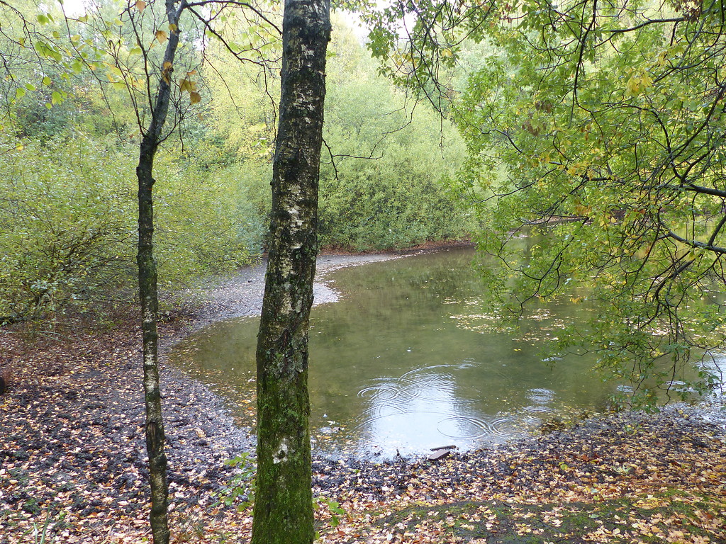 Birken und Weiden am Gewässerrand des Hilgener Ziegeleilochs in Wermelskirchen (2018)