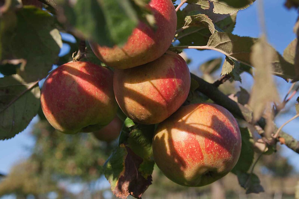 Äpfel an einem Baum der Streuobstwiese in Straßerhof (um 2010)
