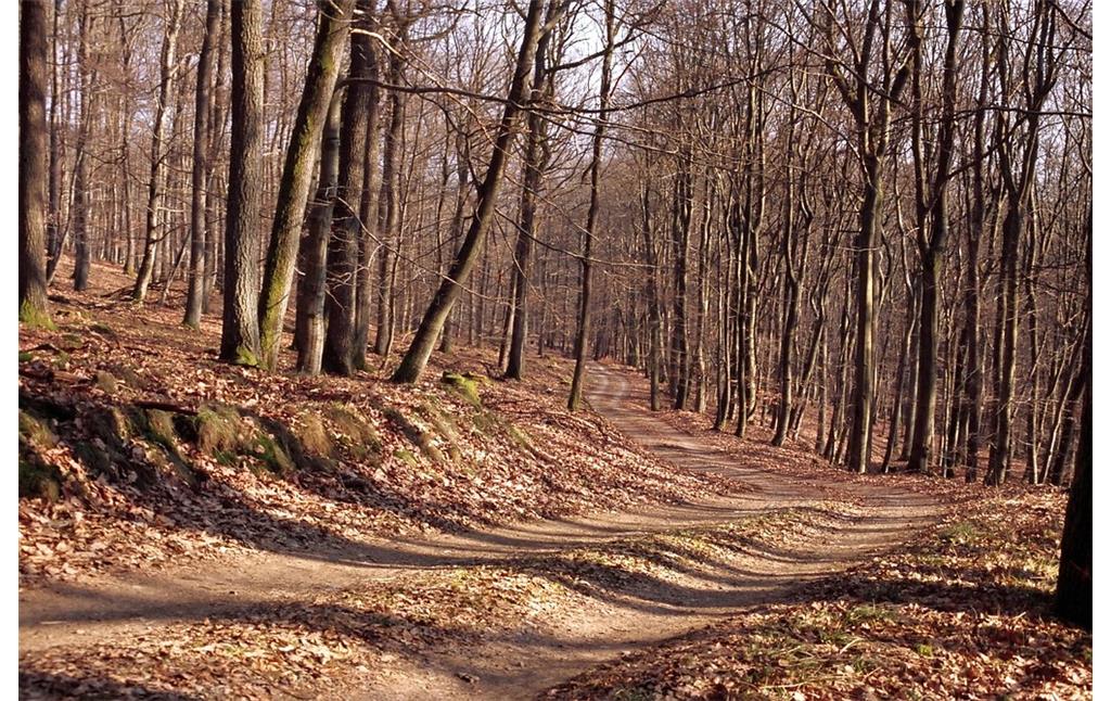 Wegeverlauf im "Großen Wald" zwischen Diedenshausen und Herzhausen (2005)