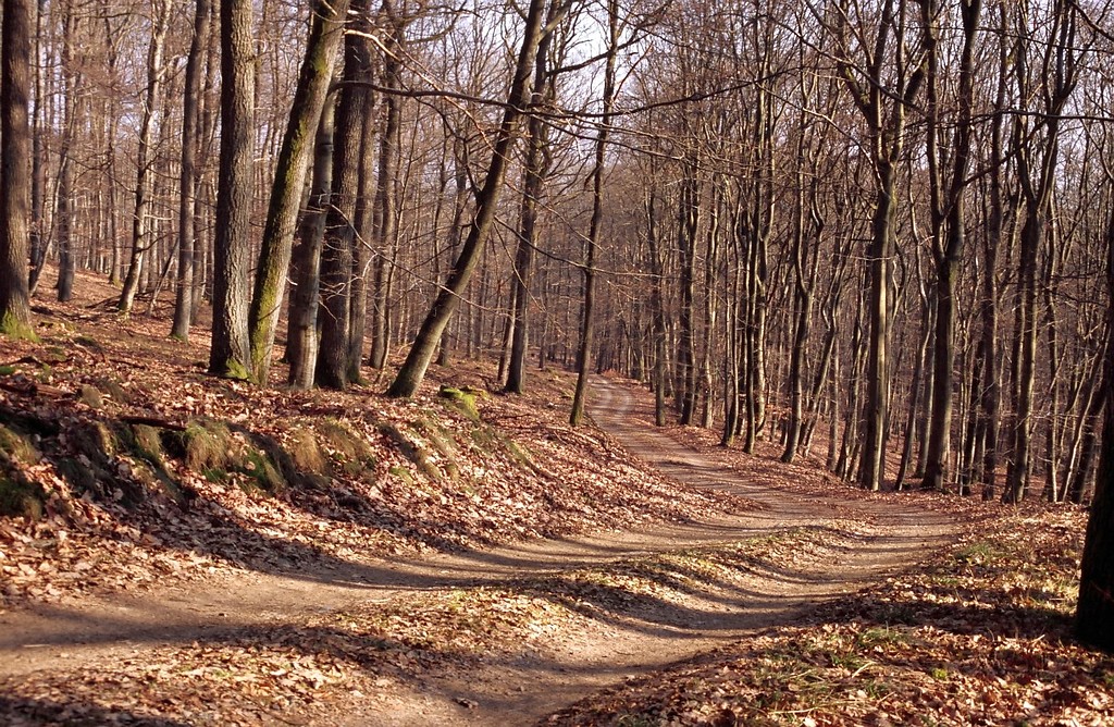 Wegeverlauf im "Großen Wald" zwischen Diedenshausen und Herzhausen (2005)
