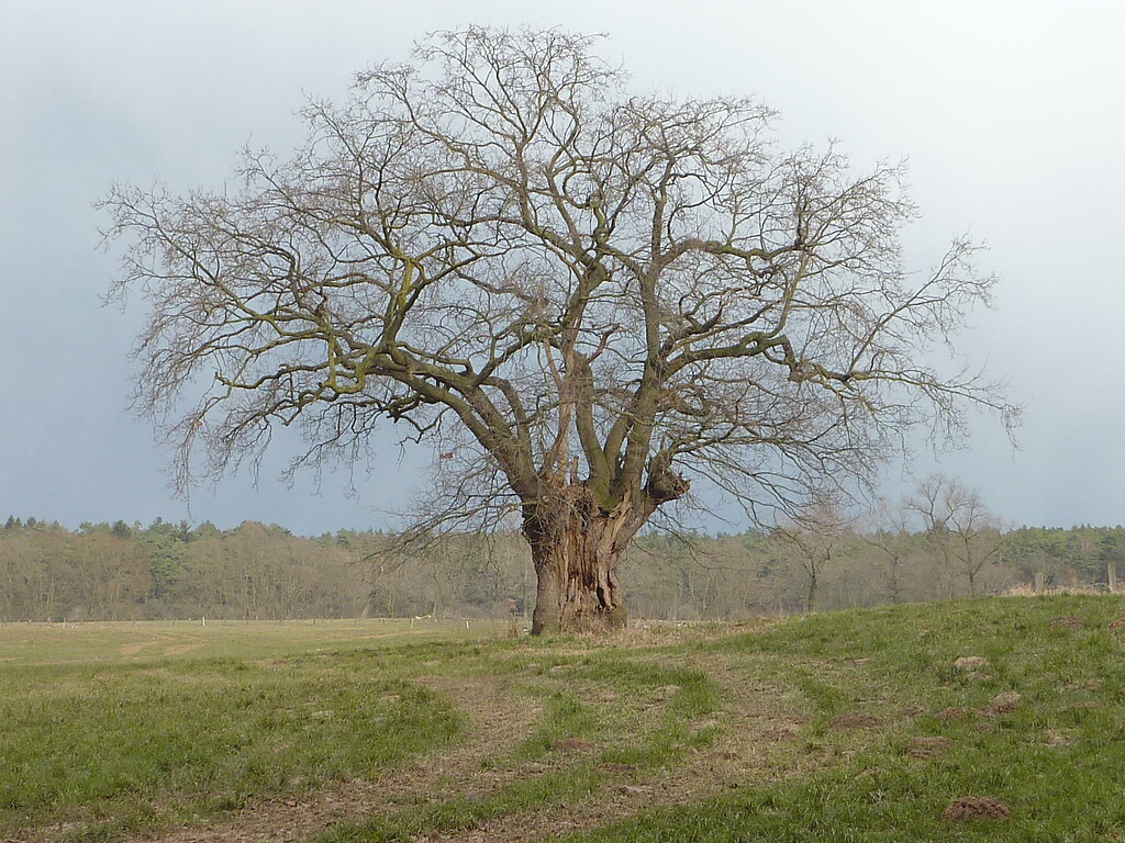 Altbaum in der Lippeaue 2018