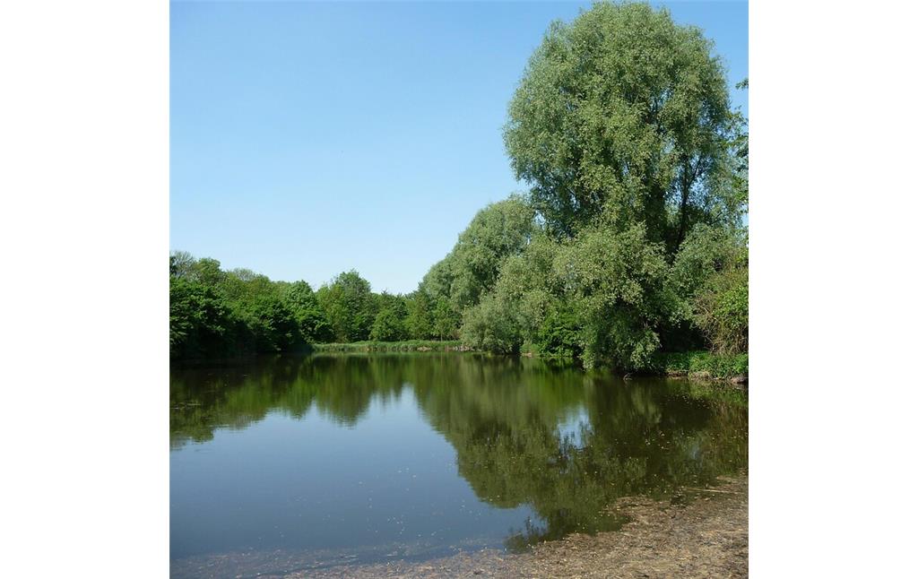Abbildung 15: Teich 3 in der Großen Laache; Blick nach Nordwesten (2009)