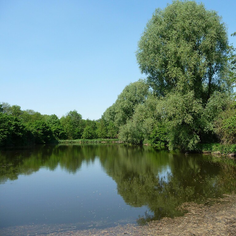 Abbildung 15: Teich 3 in der Großen Laache; Blick nach Nordwesten (2009)