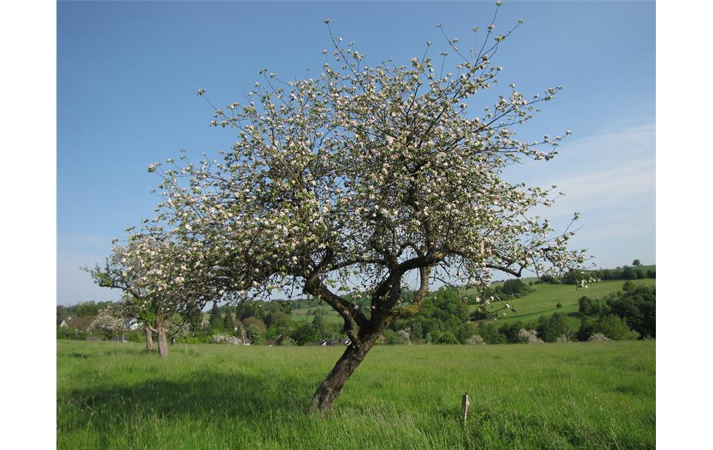 Ein krumm gewachsener Obstbaum bei Nümbrecht (2013) - auch krumm gewachsene Bäume können noch ein hohes Alter erreichen.