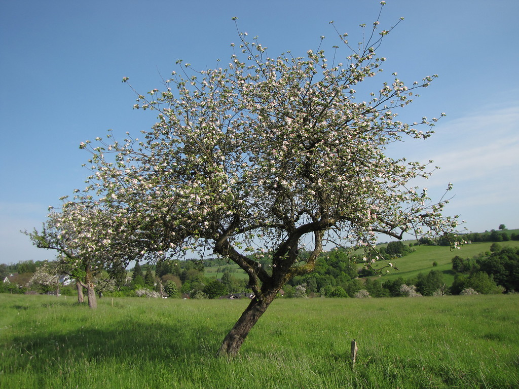 Ein krumm gewachsener Obstbaum bei Nümbrecht (2013) - auch krumm gewachsene Bäume können noch ein hohes Alter erreichen.