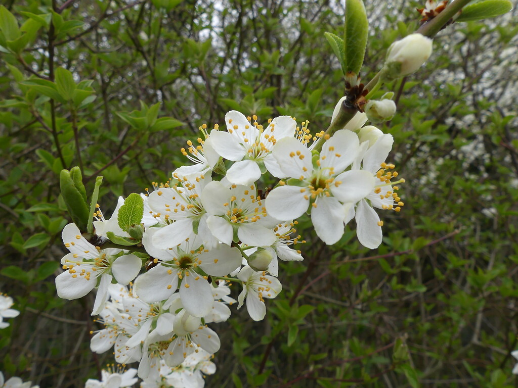 Blüten eines Pflaumenbaums