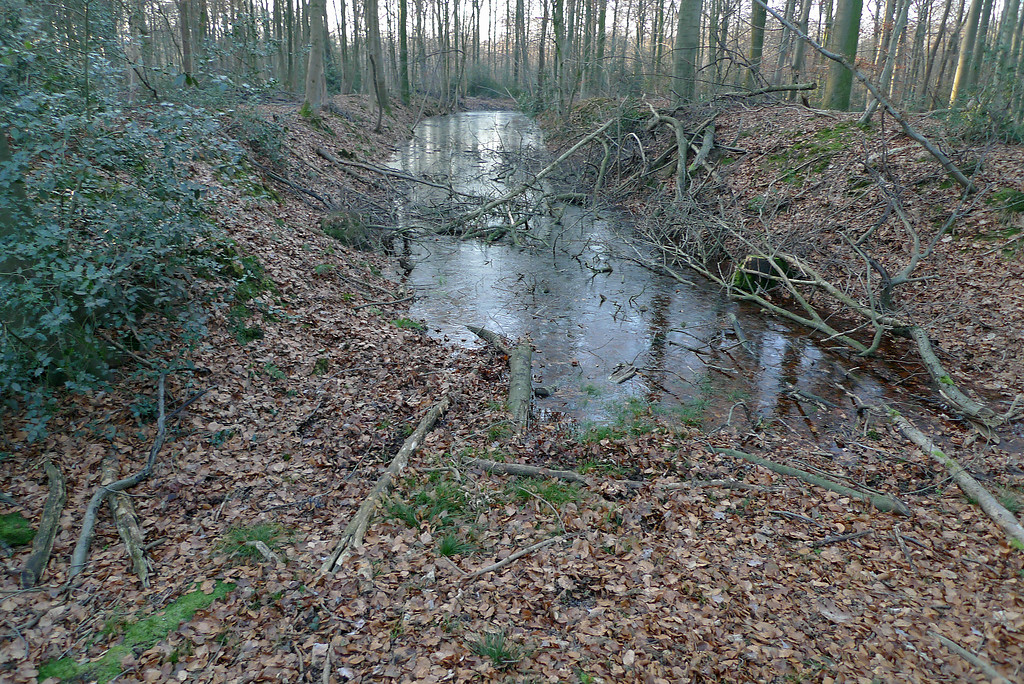 Wassergraben der Motte Schwanenmühle im Wald bei Langenfeld-Wiescheid (2014)