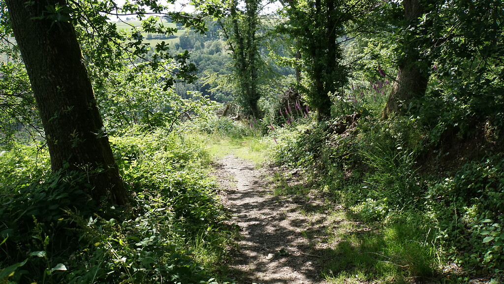 Teilstück des Kall Trails mit Baumbestand kurz vor dem steilen Hangbereich (2021)
