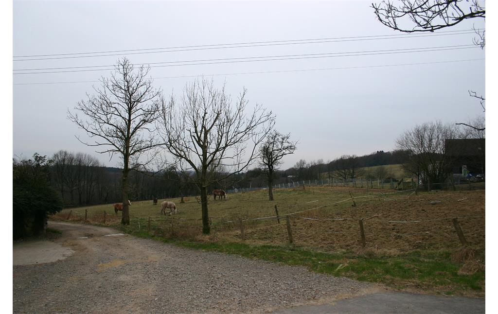 Weide mit Obstbäumen in Altendorf (2008)
