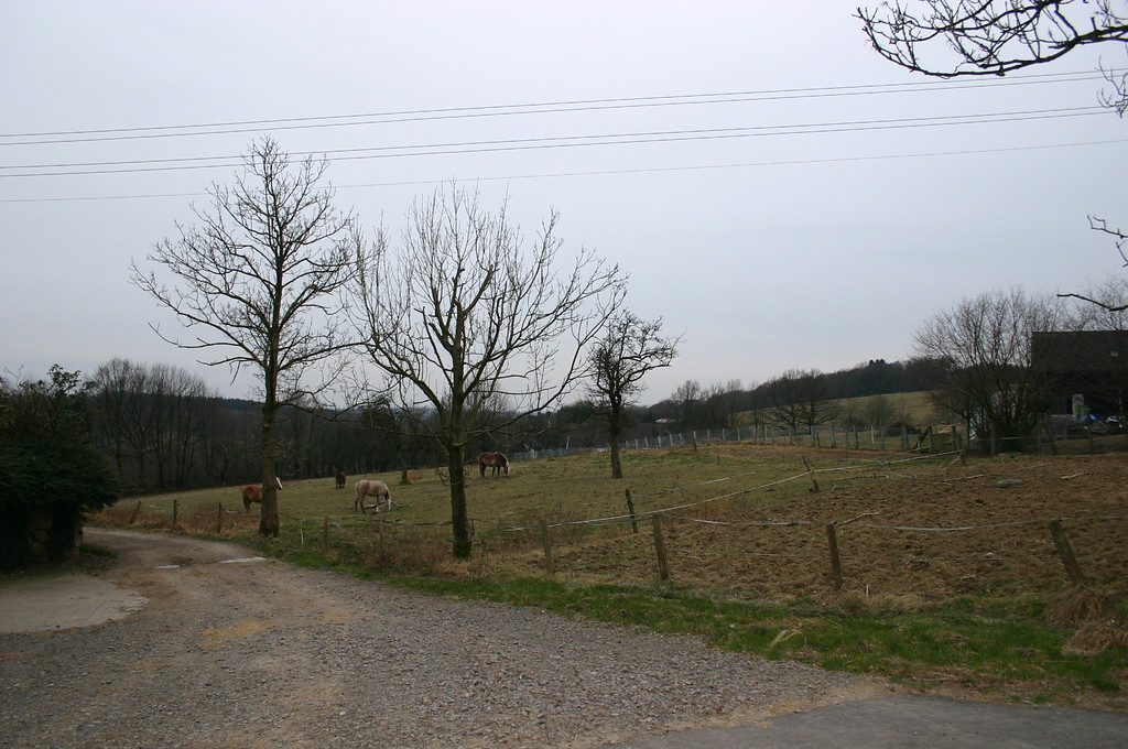 Weide mit Obstbäumen in Altendorf (2008)