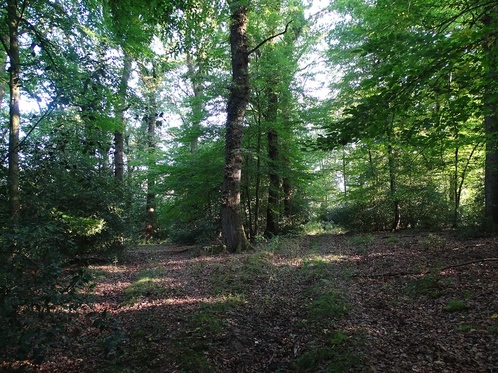 Historischer Niederwald bei Gut Hohenscheid (2019)