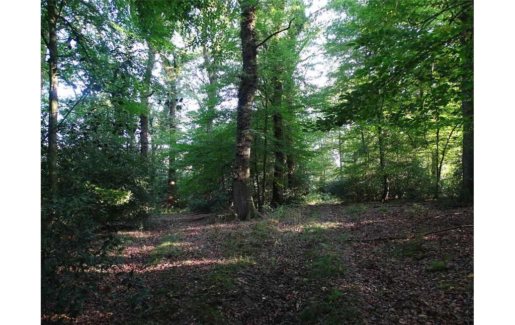 Historischer Niederwald bei Gut Hohenscheid (2019)