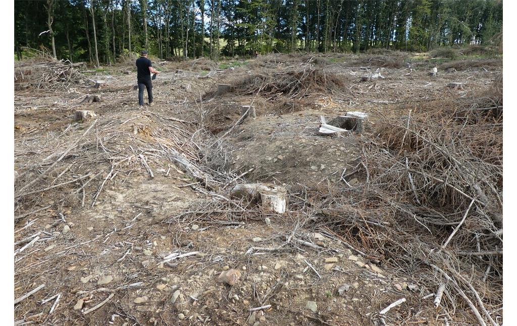 Bild 5: Der langgestreckte Laufgraben in den Wäldern bei Großhau ist durch die Baumfällarbeiten heute kaum noch auszumachen (2020). Ein Bodendenkmal verschwindet...