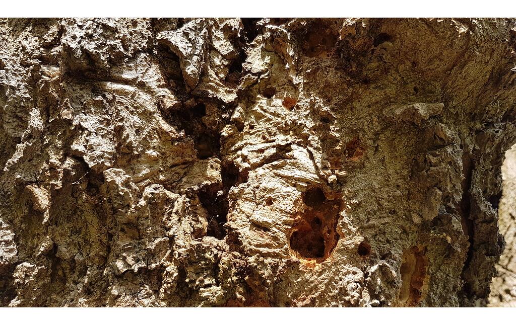Kopfesche in der Mommniederung bei Voerde (2018), Detailansicht des Stammes mit Baumhöhlen