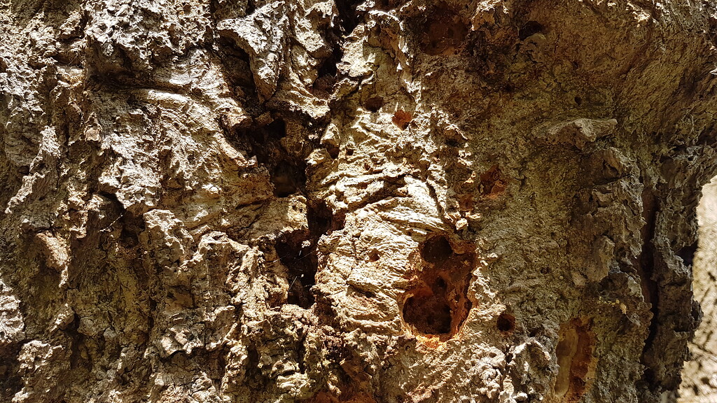 Kopfesche in der Mommniederung bei Voerde (2018), Detailansicht des Stammes mit Baumhöhlen