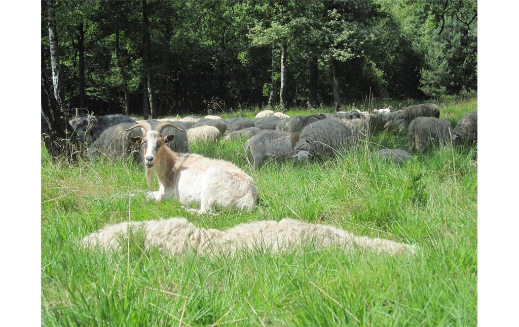 Schafe und Ziegen in der Ohligser Heide