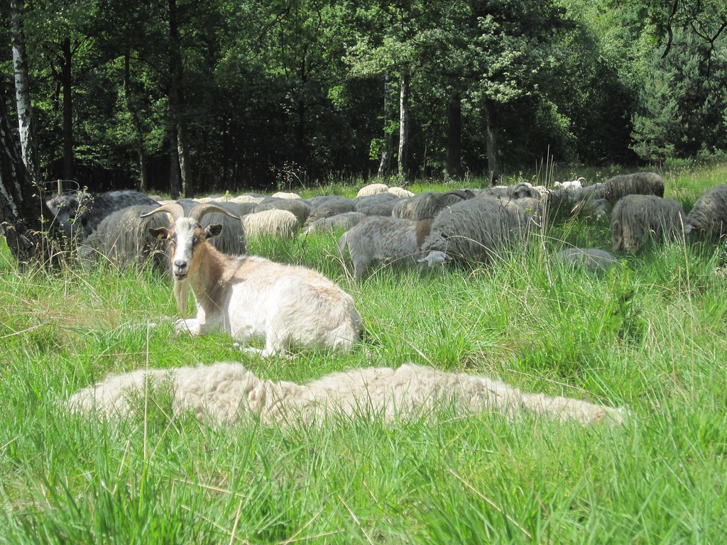 Schafe und Ziegen in der Ohligser Heide