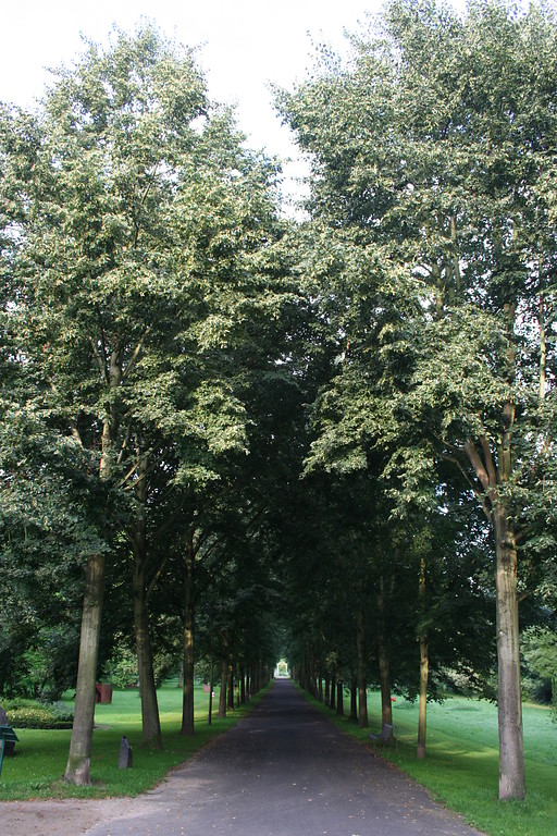Eine Allee führt durch den Stammheimer Schlosspark vom Eingang zum Rhein (2014)