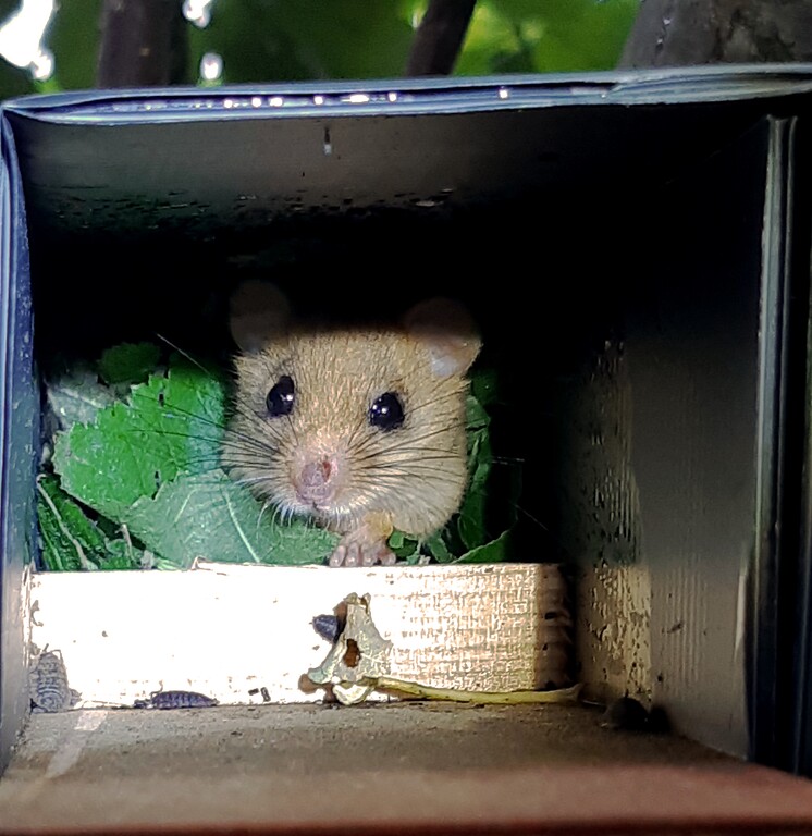 Haselmaus in ihrem Nest, gesehen während der Sommer-Kontrolle im Aachener Wald