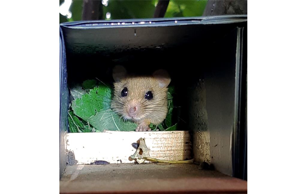 Haselmaus in ihrem Nest, gesehen während der Sommer-Kontrolle im Aachener Wald