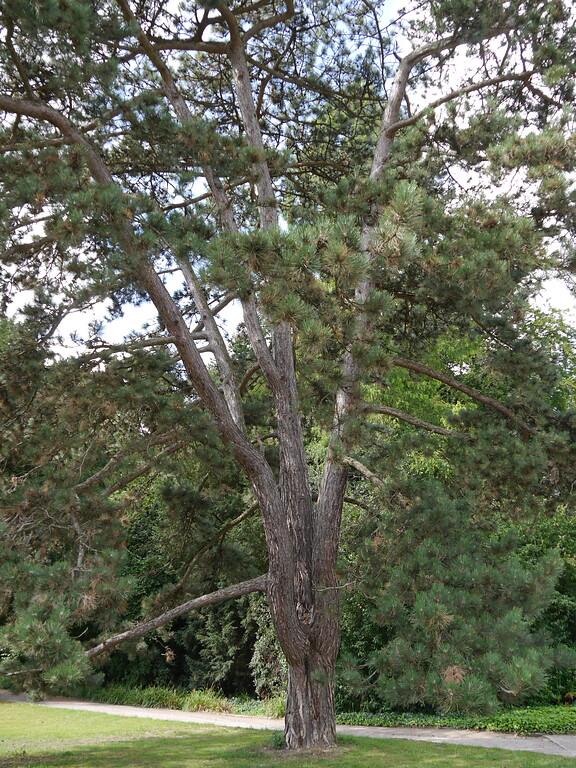 Baum im Park von Schloss Benrath (2020)