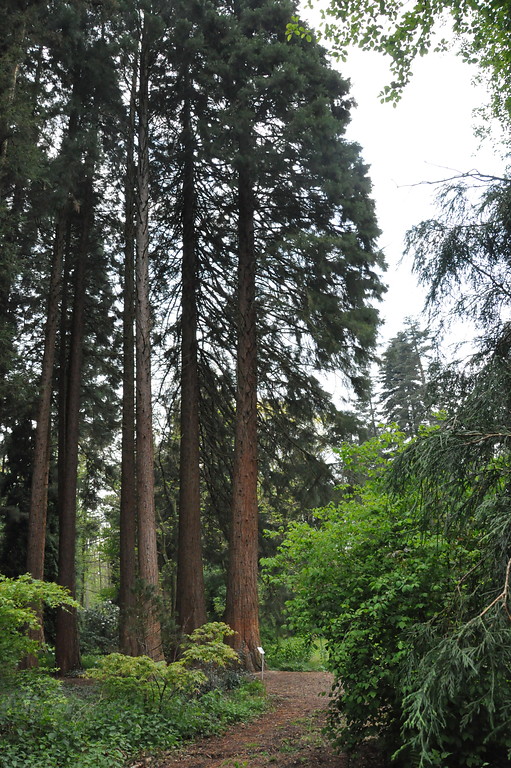 Mammutbaumgruppe der Sequoiafarm bei Kaldenkirchen (2017)