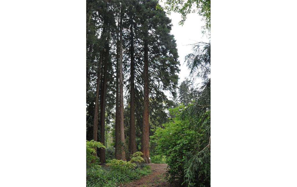 Mammutbaumgruppe der Sequoiafarm bei Kaldenkirchen (2017)
