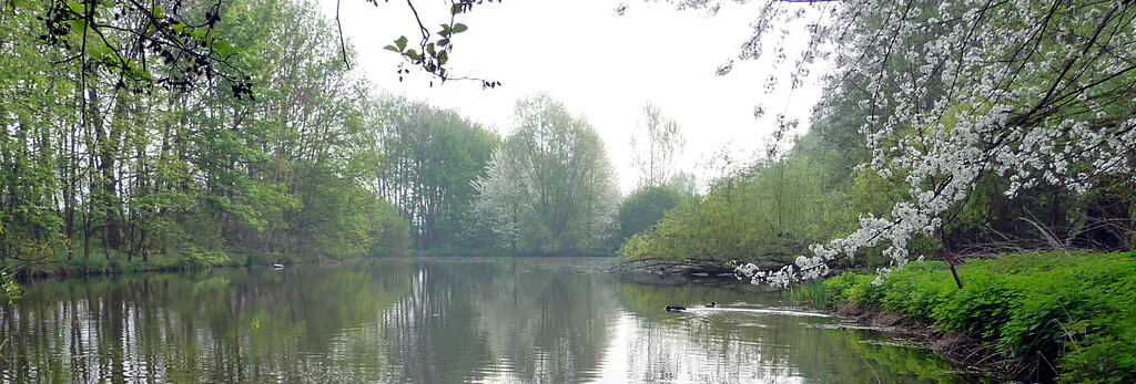 Abbildung 14: Teich 2 in der Großen Laache; Blick nach Südosten (2009)