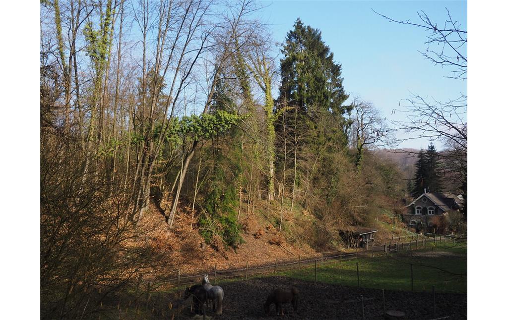 Blick über die Aue des Hefeler Bachs auf die dicht bewachsene östliche Halde des Steinbruchs Velbert-Hefel (2021)