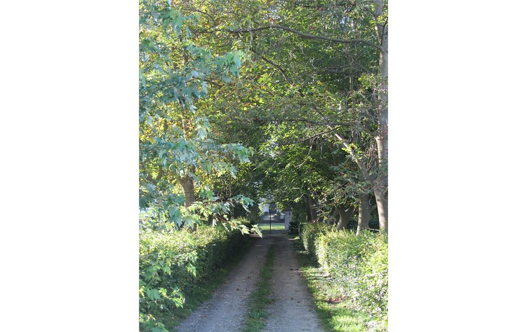 Die Zufahrt zur Schallenburg in Brühl-Schwadorf ist gesäumt von jungen Kastanienbäumen und Hecken (2014).