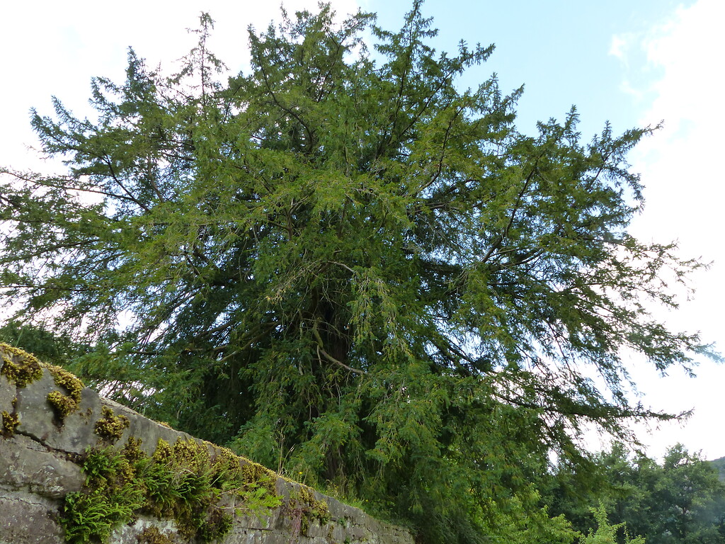 Naturdenkmal Eibe in Cyriax (2020)
