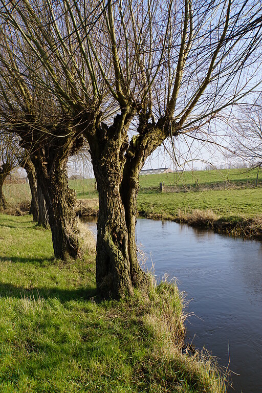 Alte Kopfbäume entlang der Swalm bei Wieler (2016)