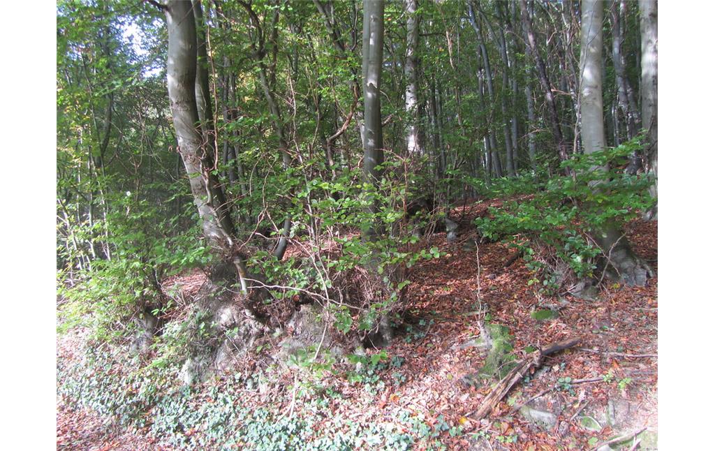 Durchgewachsener Buchenniederwald zwischen Pecher Mühle und Villiper Ölmühle (2014)
