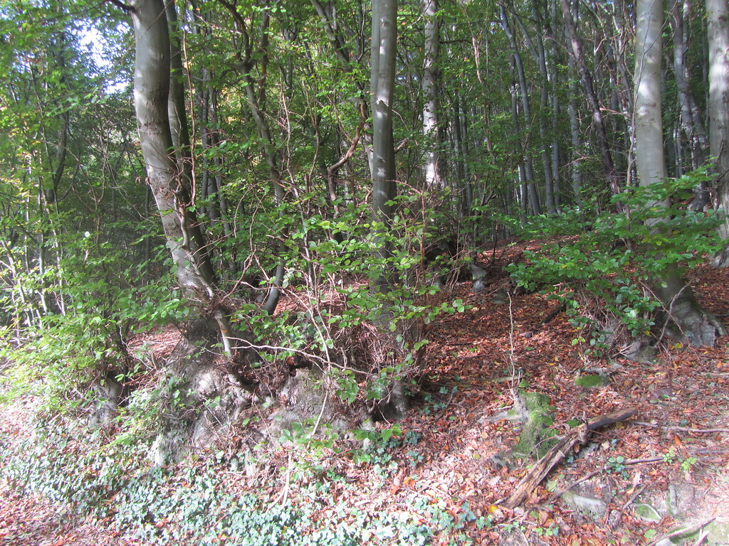 Durchgewachsener Buchenniederwald zwischen Pecher Mühle und Villiper Ölmühle (2014)