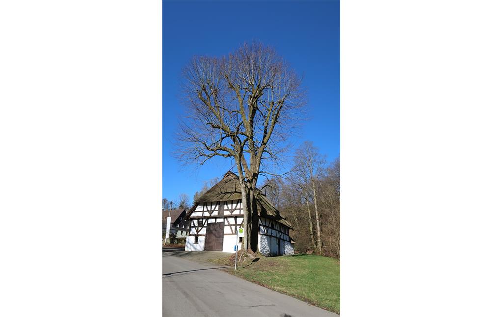 Naturdenkmal Baumgruppe 2 Linden vor dem Museum Haus Dahl (2022)