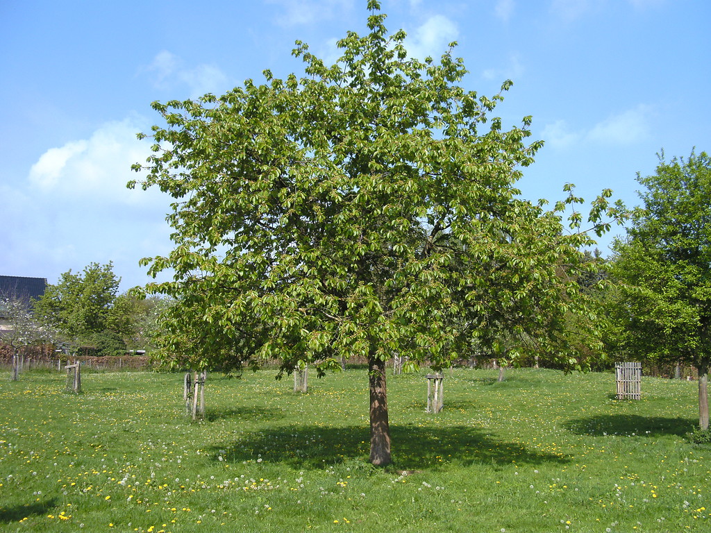 Ein junger Kirschbaum auf einer Streuobstwiese bei Euskirchen (2009). Im Hintergrund sind neu gepflanzte und gegen Verbiss geschützte Jungbäume zu sehen.