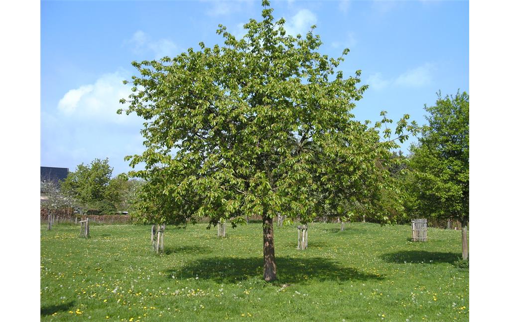 Ein junger Kirschbaum auf einer Streuobstwiese bei Euskirchen (2009). Im Hintergrund sind neu gepflanzte und gegen Verbiss geschützte Jungbäume zu sehen.