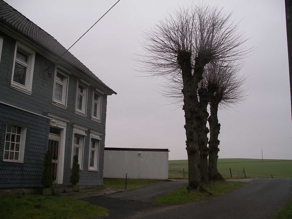 Wohnhaus mit Kopfbäumen als Hausbäume in Berg (2008)