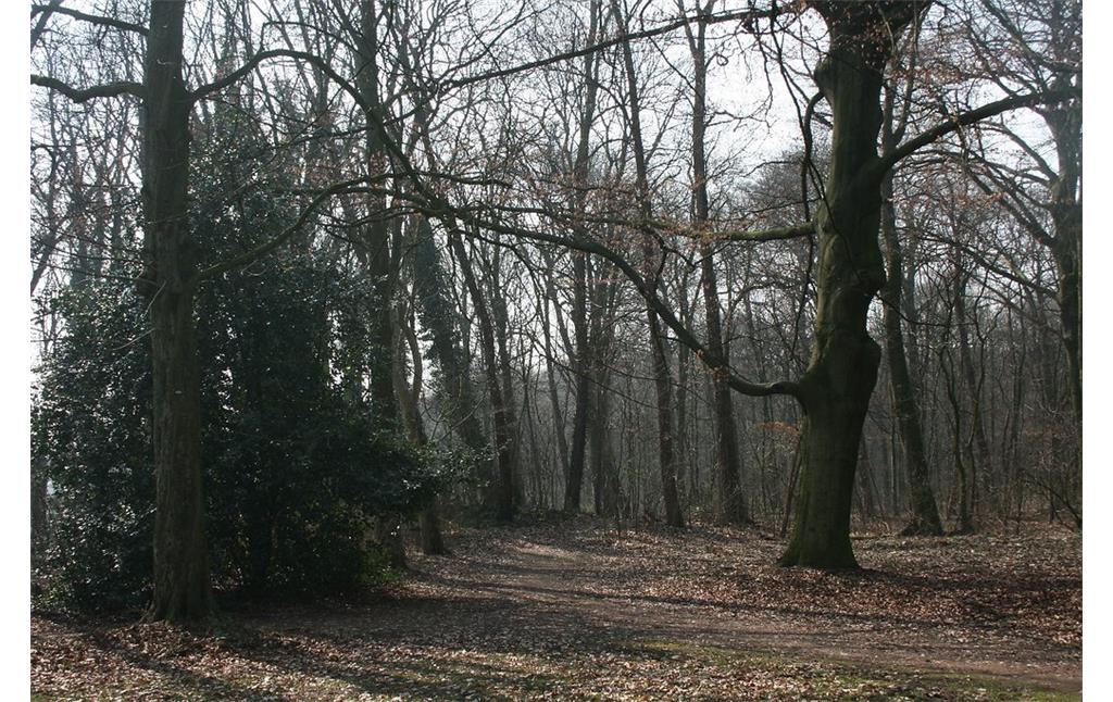 Heesbusch in Uerdingen (2015): Markante Bäume am Weg, der in den Wald führt.