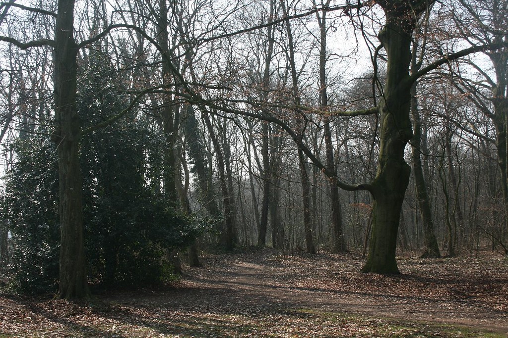 Heesbusch in Uerdingen (2015): Markante Bäume am Weg, der in den Wald führt.