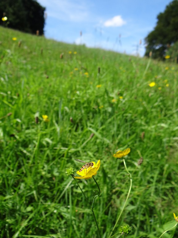 Die gelben Blüten des Hahnenfußes werden gerne von Insekten besucht, hier Schwebfliegen auf einer artenreiche Weide bei Kürten-Hommermühle (2015).