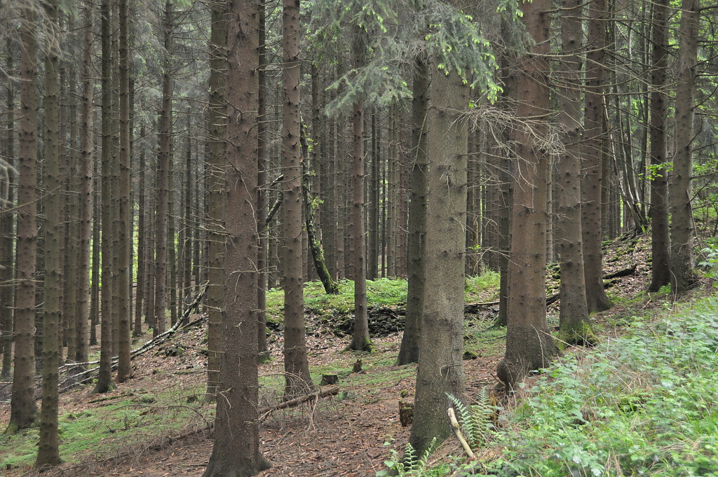 Relikte der früheren Steinbruchtätigkeit am Brungerst entlang des nördlich verlaufenden Waldwegs Richtung Vorderrübach, Lindlar (2014)