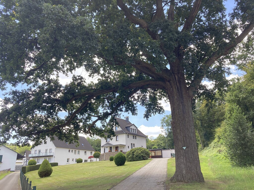 Naturdenkmal Stieleiche dem Hofgelände Eicherhof in Scharrenbroich (2020)