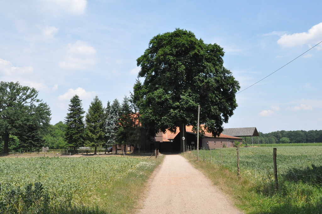 Blick auf den Gitstapper Hof mit der markanten Buche als Hofbaum von Südwesten (2017)