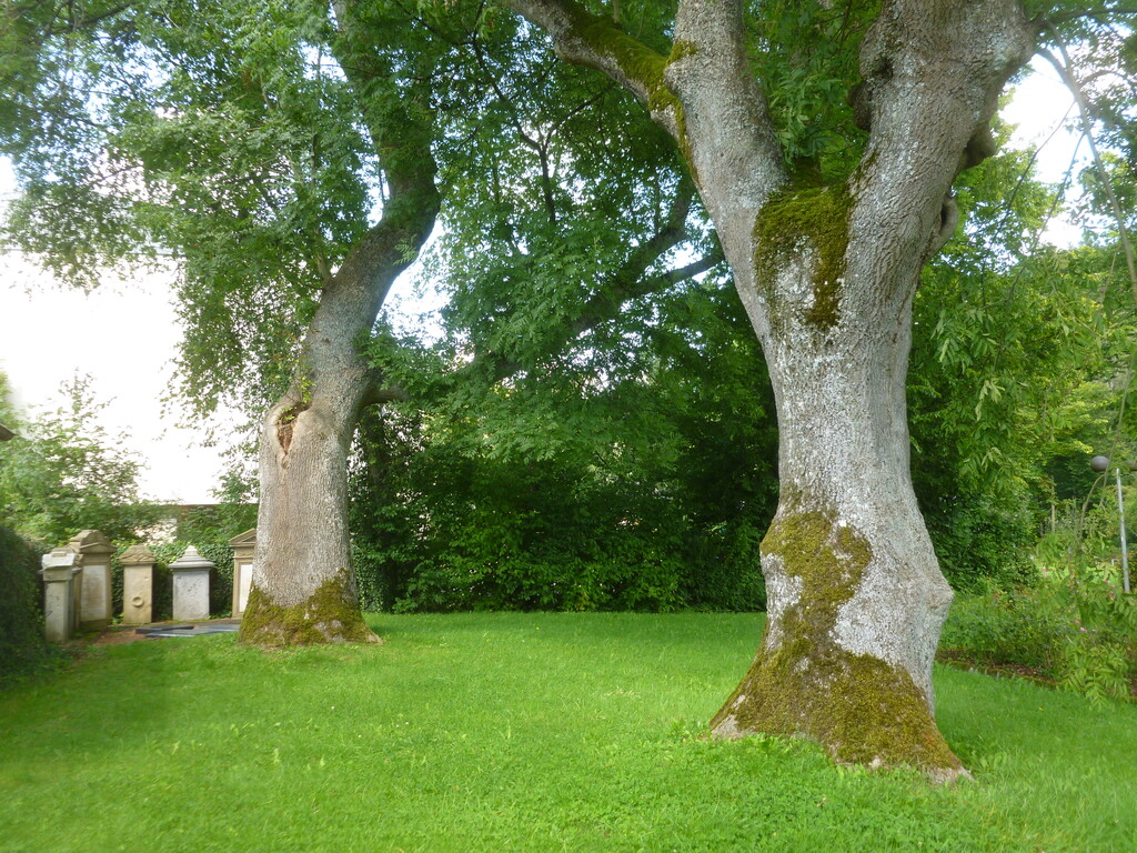 ehemaliger Friedhof Hellenthal mit Grabmalen und altem Baumbestand (2014)