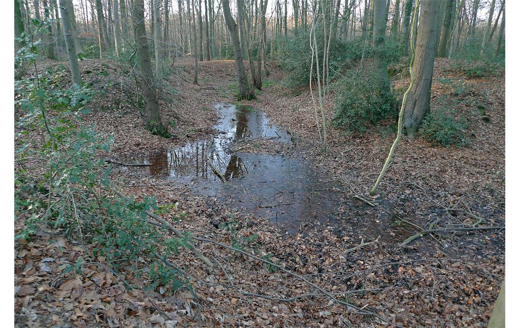 Wassergraben der Motte Schwanenmühle im Wald bei Langenfeld-Wiescheid (2014)